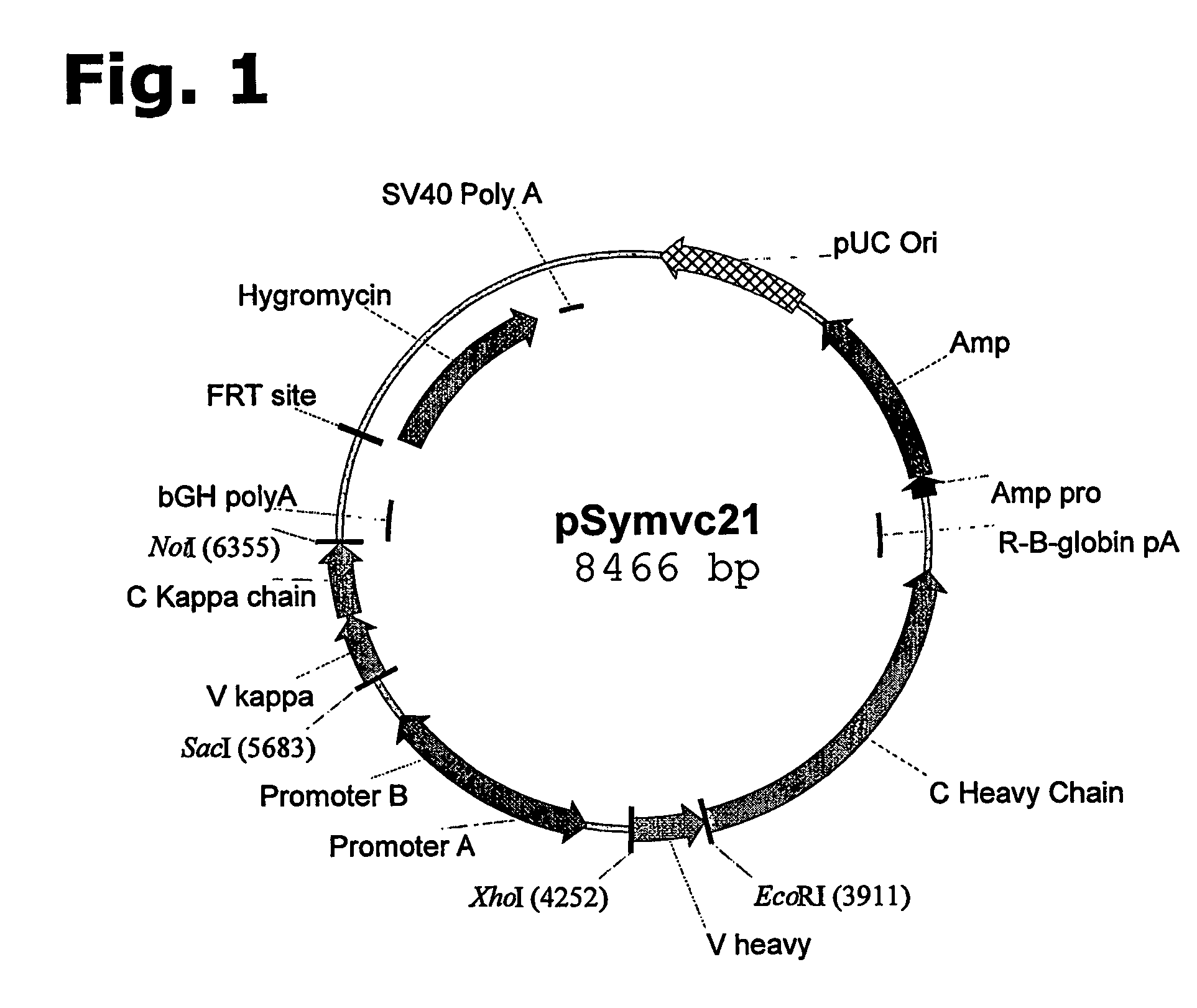 Method for manufacturing recombinant polyclonal proteins