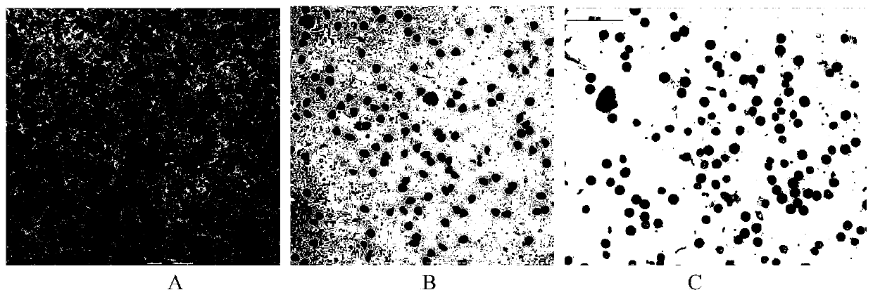 Molecular marker co-separated from rice photo-thermo-sensitive genic male sterility traits and application