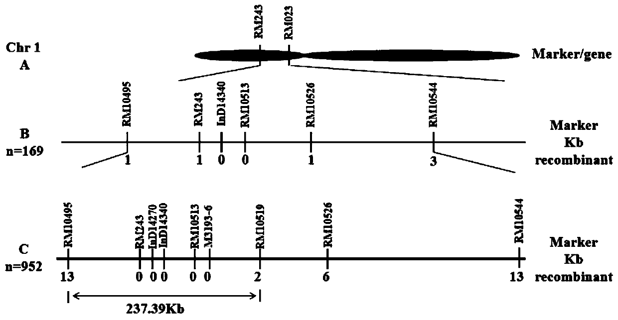 Molecular marker co-separated from rice photo-thermo-sensitive genic male sterility traits and application