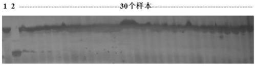 Molecular marker co-separated from rice photo-thermo-sensitive genic male sterility traits and application