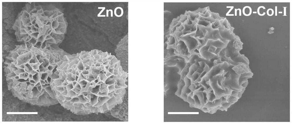 Double-photoresponse type zinc oxide, preparation method thereof and photosensitive coating with antibacterial osteogenesis