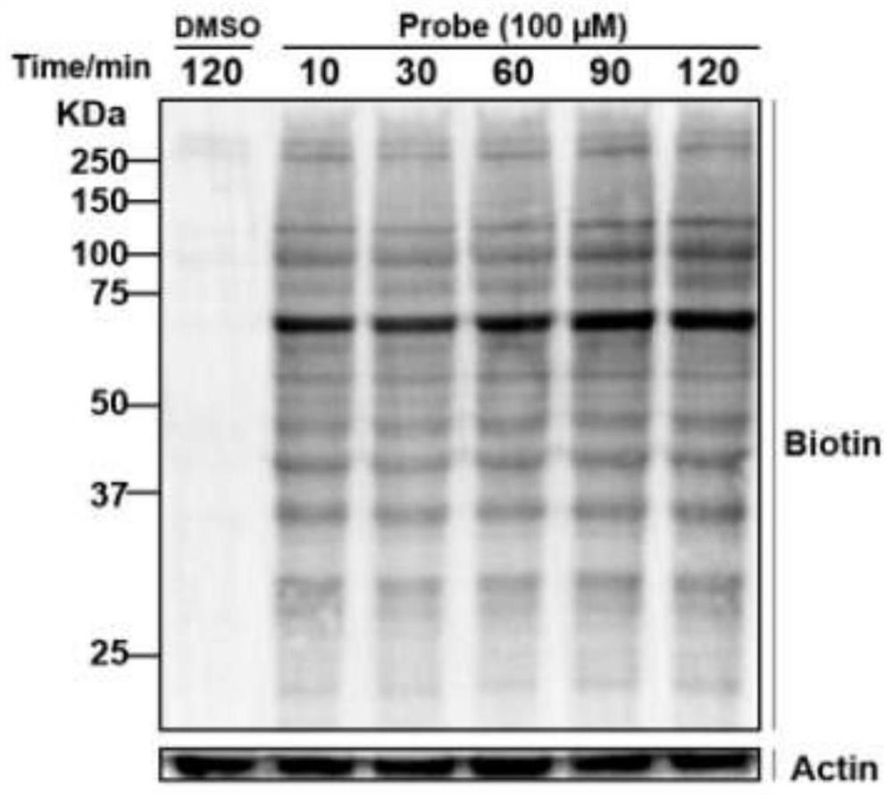 A biotin-labeled ebselen probe and its preparation method and application