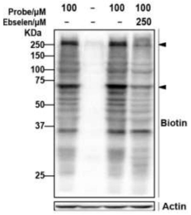 A biotin-labeled ebselen probe and its preparation method and application