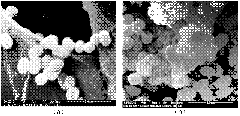 Synechococcus engineering bacterium capable of improving yield of cellulose, and preparation method and application thereof