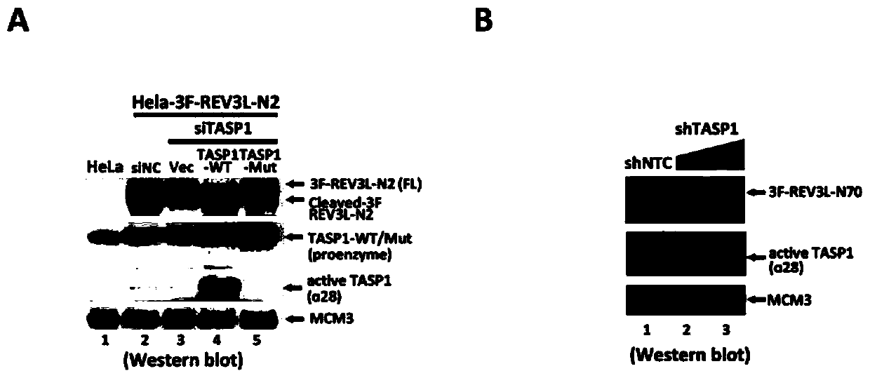 Human REV3L protein cleavage inhibitor and application thereof