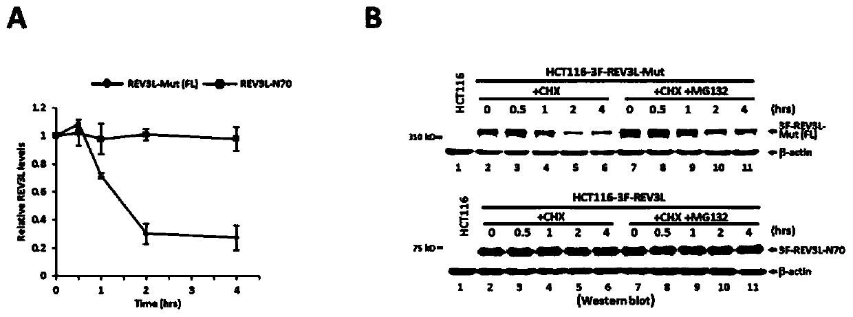 Human REV3L protein cleavage inhibitor and application thereof