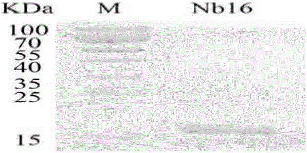 Nanometer antibody Nb16 for anti-CTLA-4 and preparation method and application of nanometer antibody Nb16
