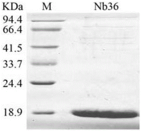 Nanometer antibody Nb16 for anti-CTLA-4 and preparation method and application of nanometer antibody Nb16