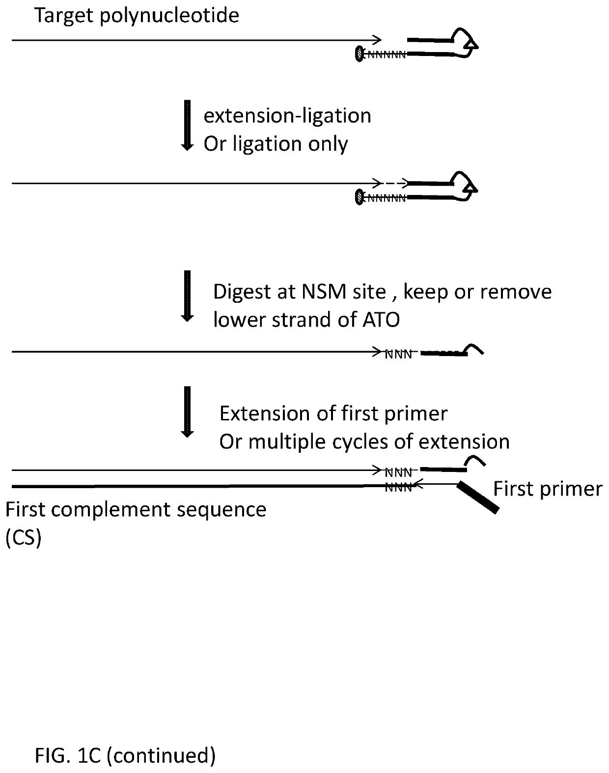 Methods, compositions, and kits for preparing nucleic acid libraries