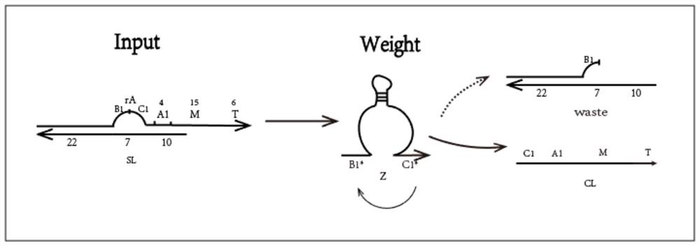 Artificial neuron calculation model construction method based on DNA cage structure