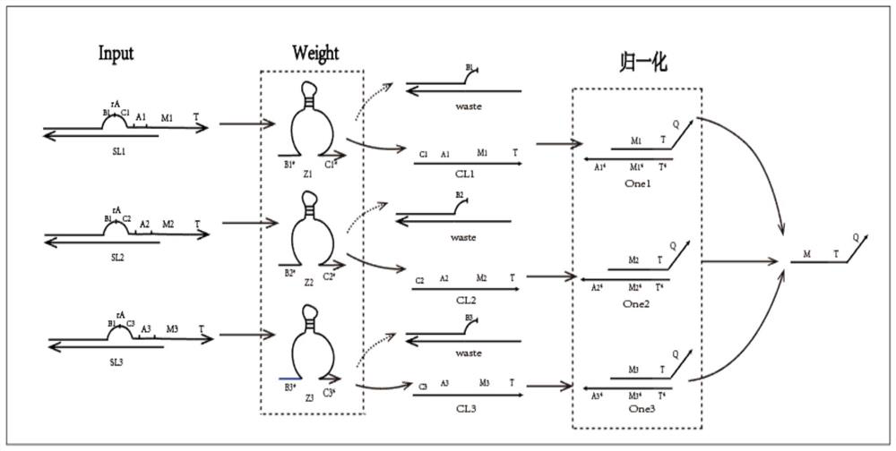 Artificial neuron calculation model construction method based on DNA cage structure