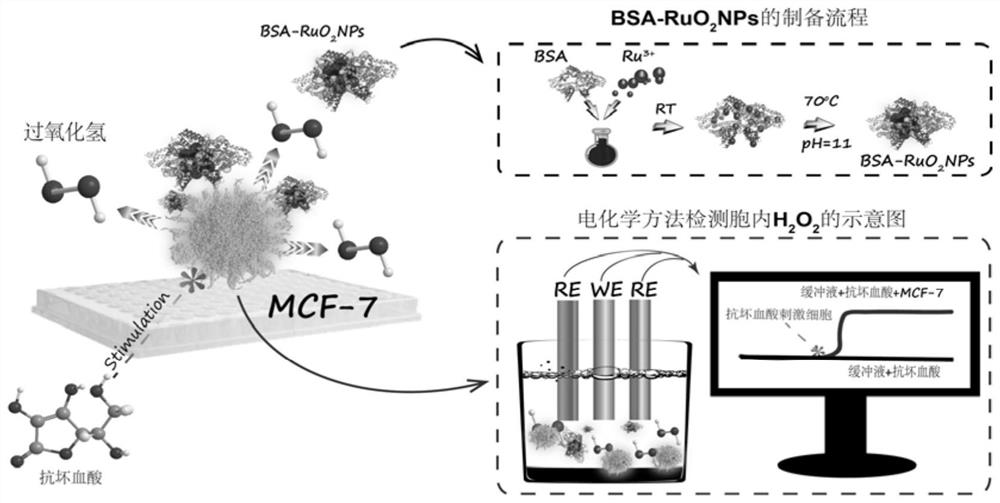 Electrochemical analysis method constructed based on bovine serum albumin-ruthenium dioxide nanoparticles and used for detecting intracellular hydrogen peroxide