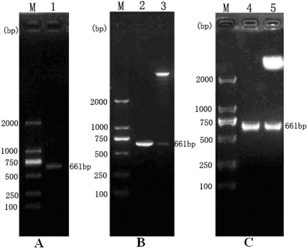 Eukaryotic expression CFP10-ESAT-6 fusion protein for diagnosis of bovine tuberculosis