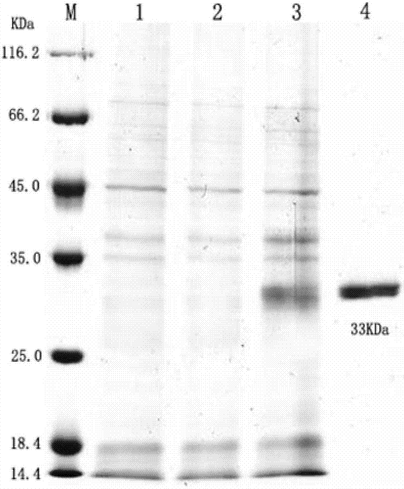 Eukaryotic expression CFP10-ESAT-6 fusion protein for diagnosis of bovine tuberculosis