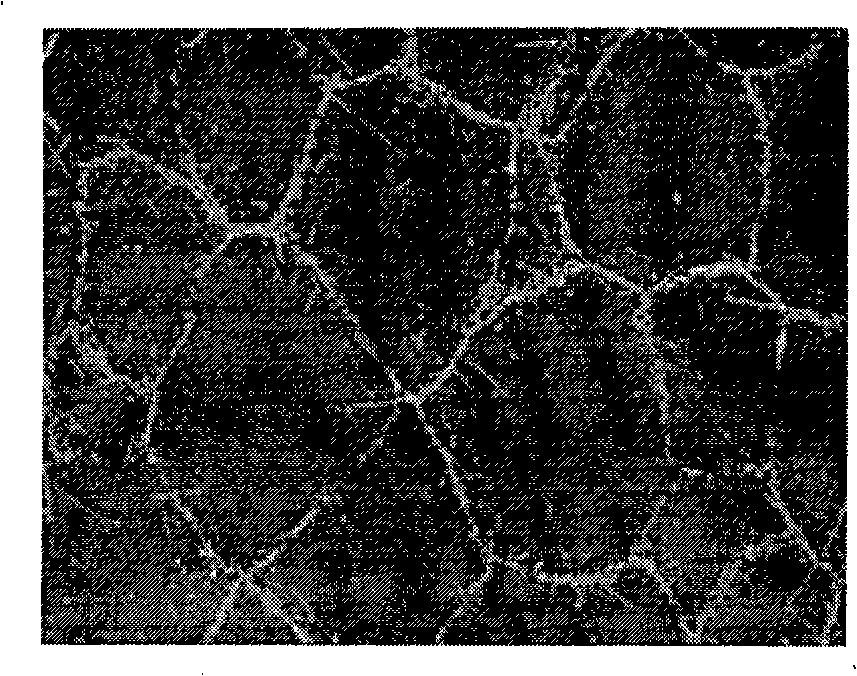 Process for preparing TiBw/Ti alloy-based composite material