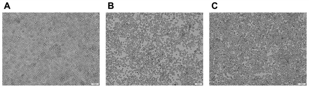 Preparation and application of type 1 bovine viral diarrhea virus virus-like particles (BVDV-VLPs)