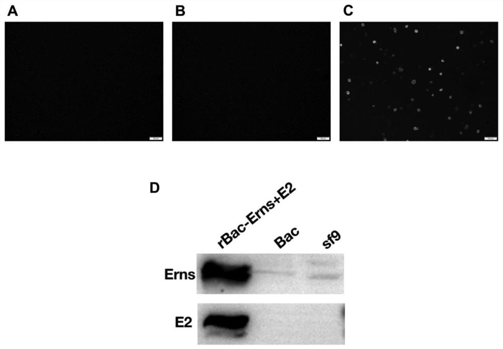 Preparation and application of type 1 bovine viral diarrhea virus virus-like particles (BVDV-VLPs)