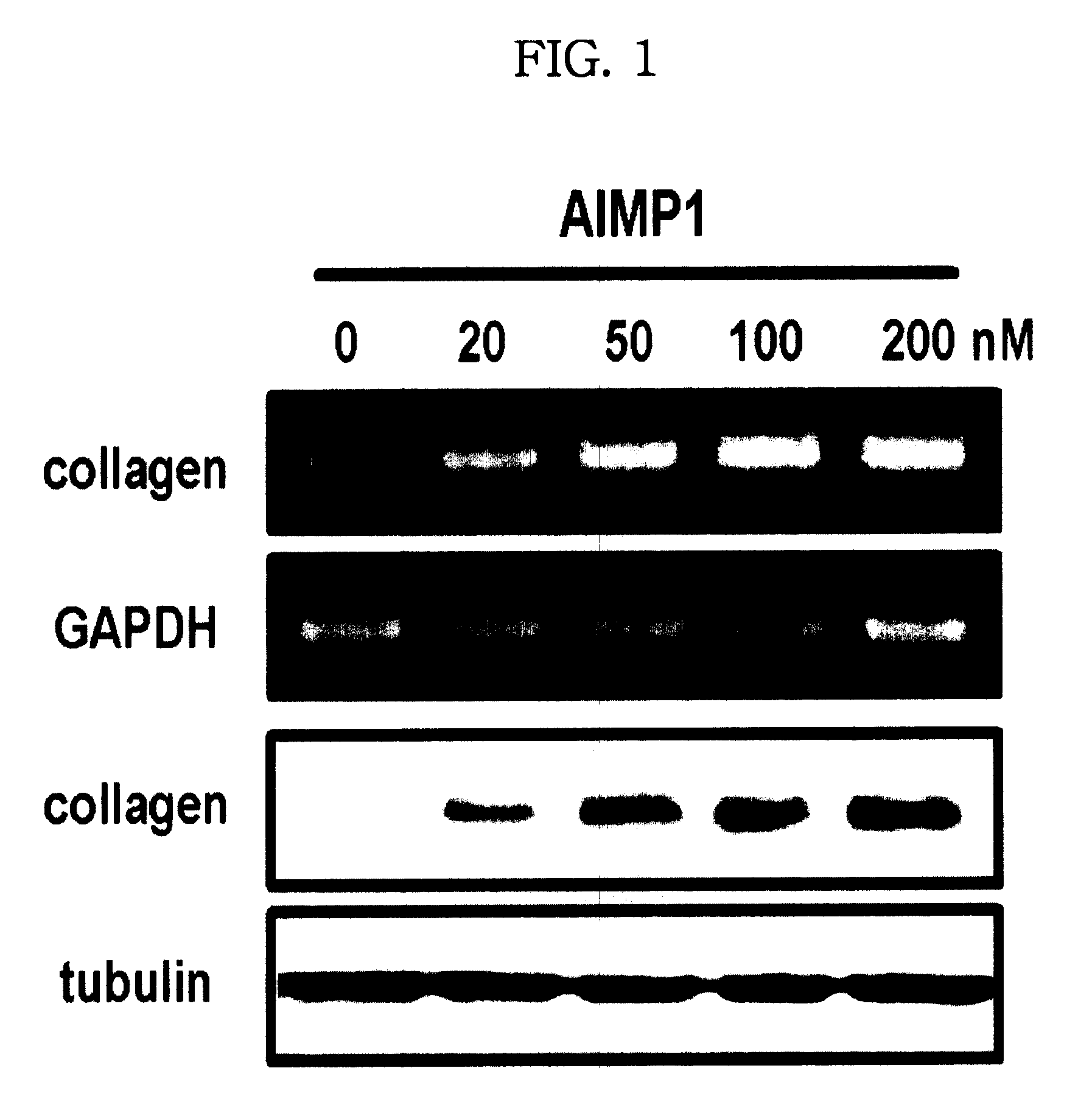 Method for stimulation collagen synthesis and/or kgf expression