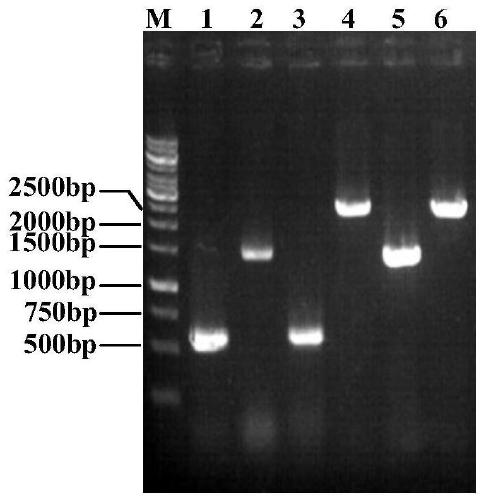 Genetic engineering bacterium for L-theanine production and construction and application thereof