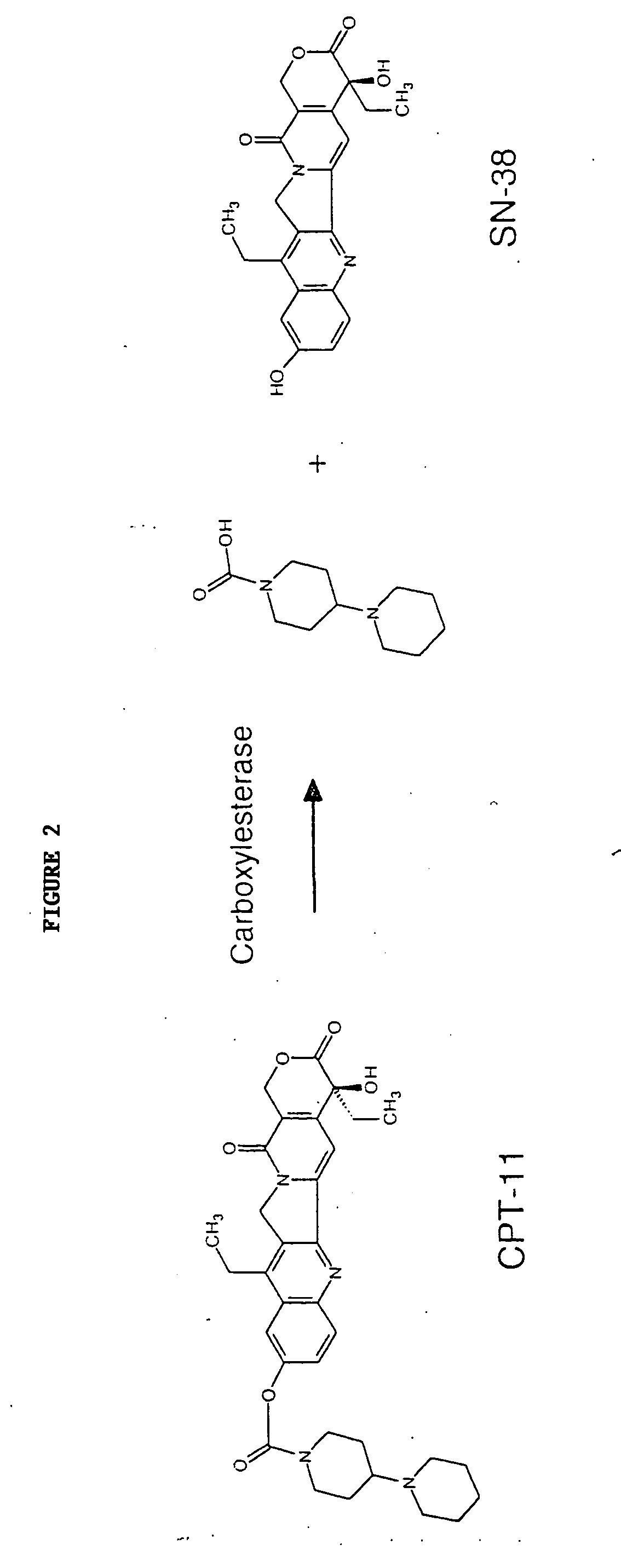 Butyrylcholinesterase variants that alter the activity of chemotherapeutic agents