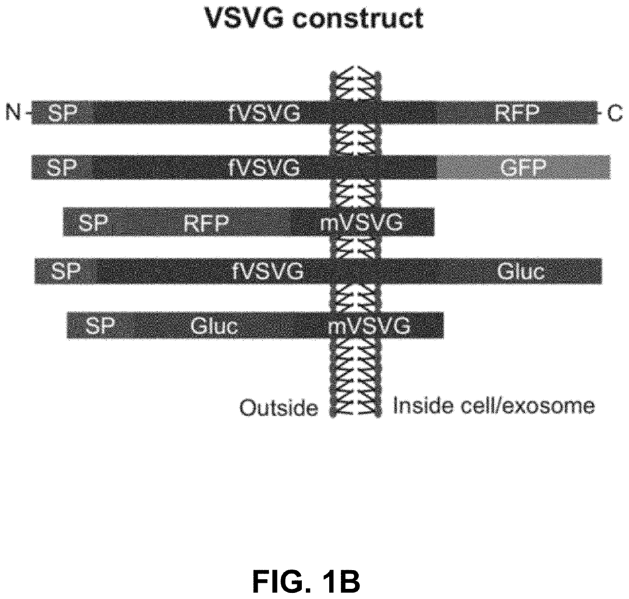 Engineered Exosomes for the Delivery of Bioactive Cargo Using Transmembrane VSV-G