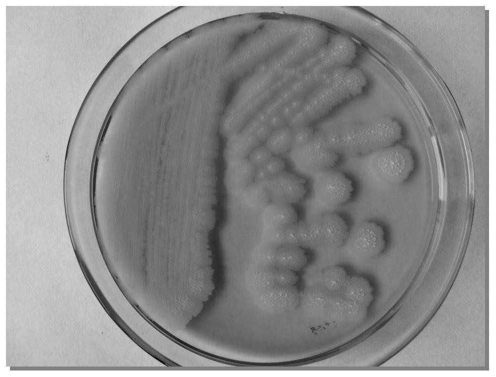 Bacillus Velez g9y and its application in ginsenoside biotransformation