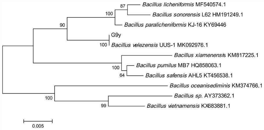 Bacillus Velez g9y and its application in ginsenoside biotransformation