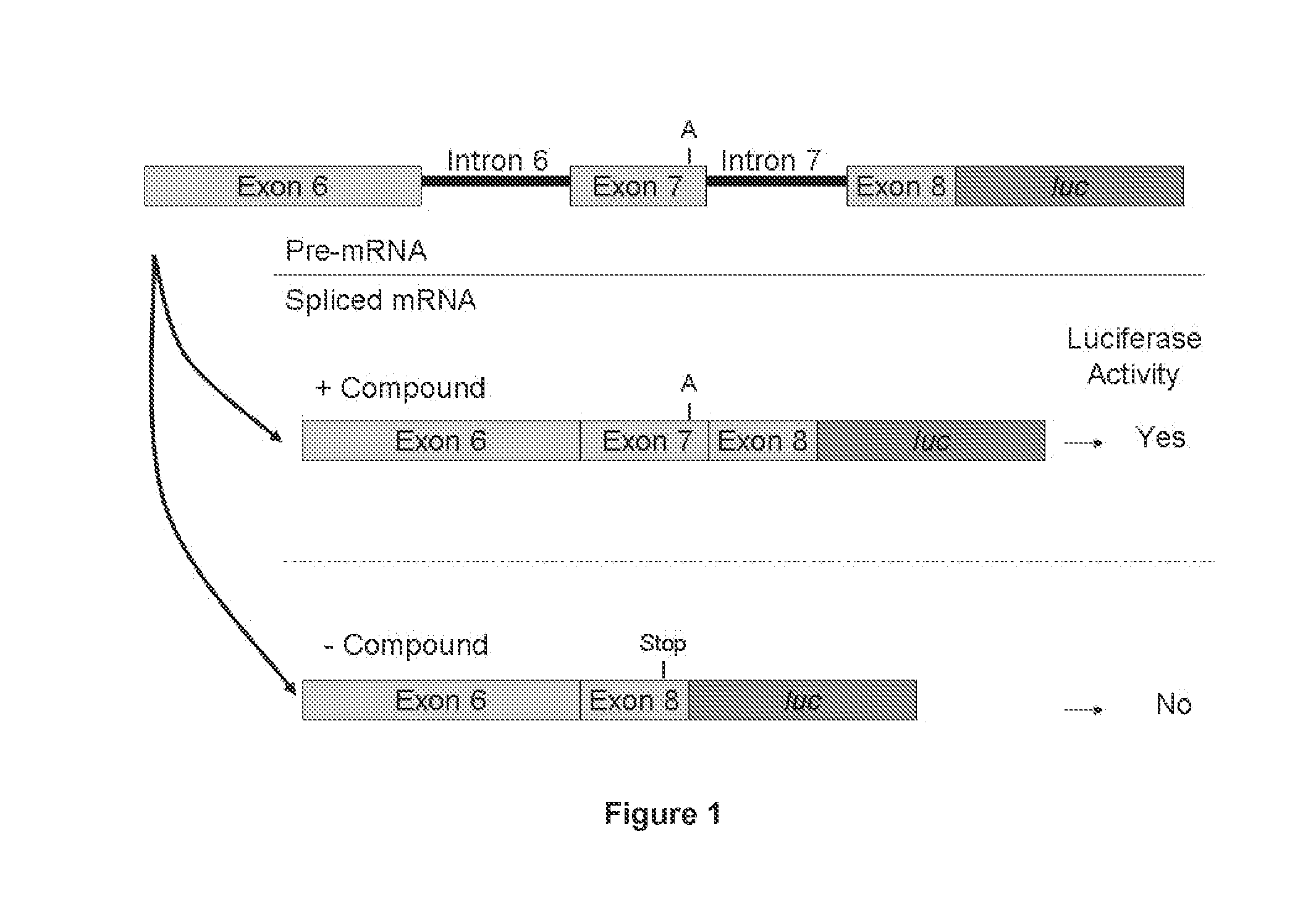 Compounds for treating spinal muscular atrophy