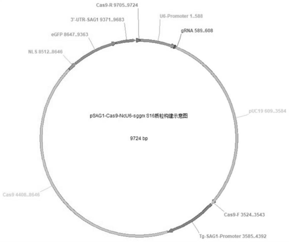 Neospora attenuated strain with double deletion of grx S16 and grx C5 genes and its construction method and application