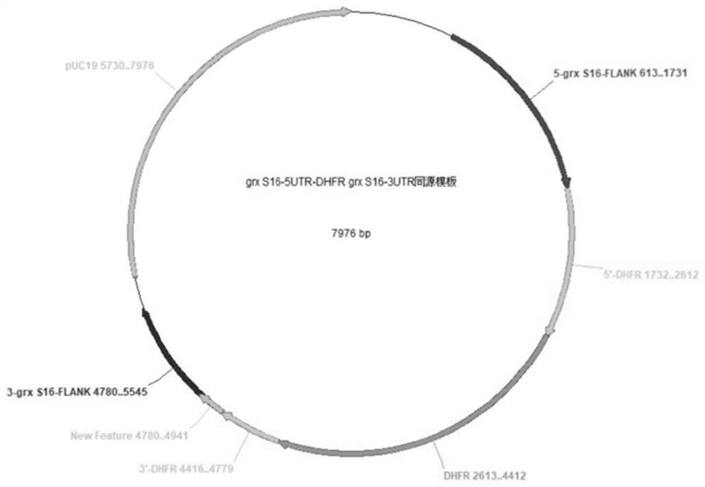 Neospora attenuated strain with double deletion of grx S16 and grx C5 genes and its construction method and application