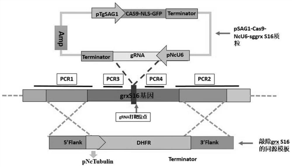 Neospora attenuated strain with double deletion of grx S16 and grx C5 genes and its construction method and application