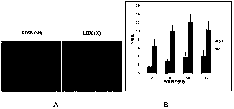 A culture system for induced pluripotent stem cells