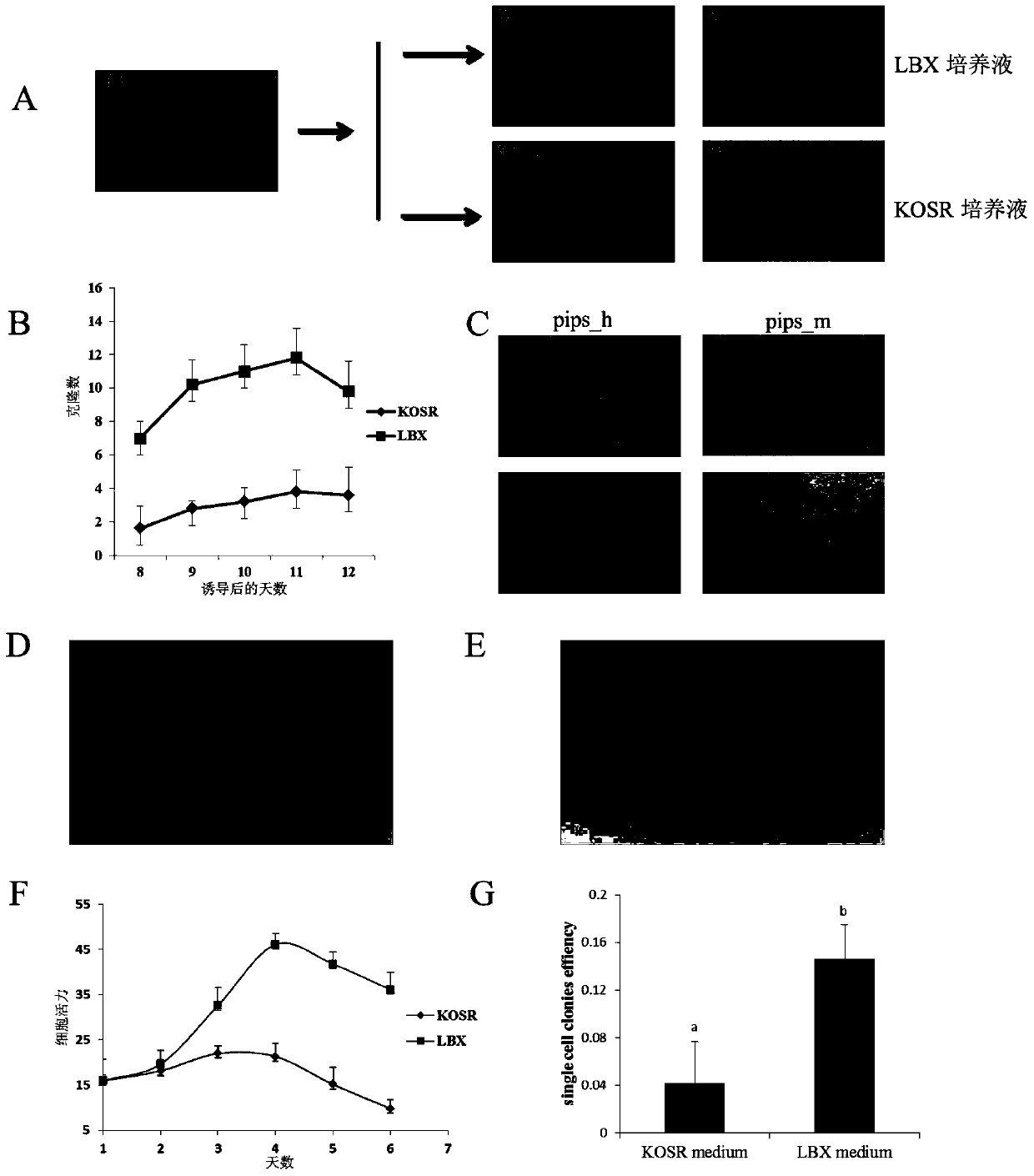 A culture system for induced pluripotent stem cells