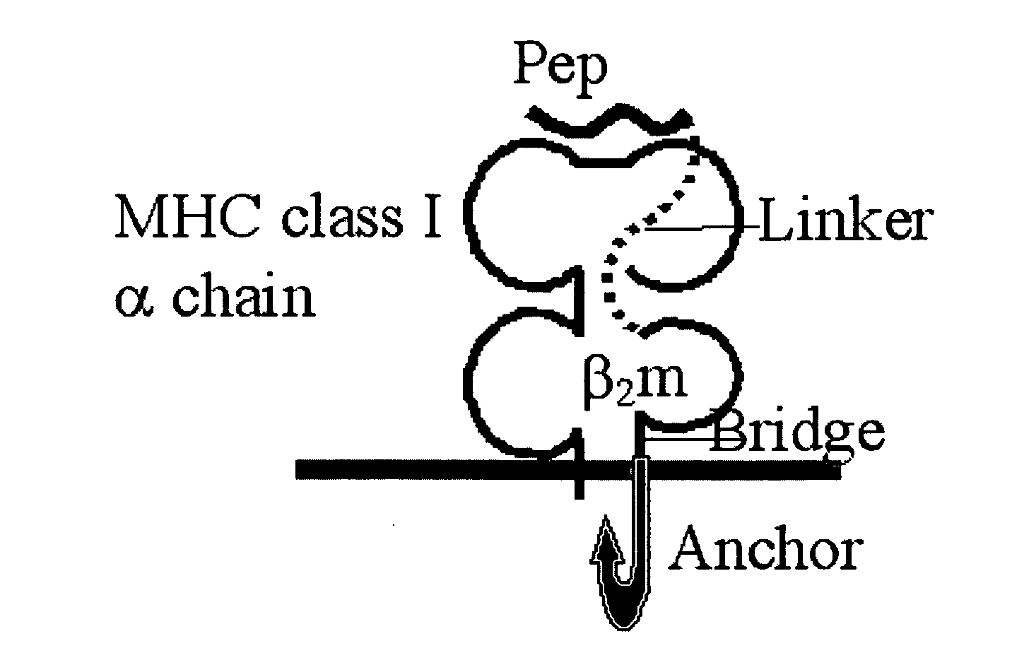 Membrane-anchored beta2 microglobulincovalently linked to MHC class I peptide epitopes