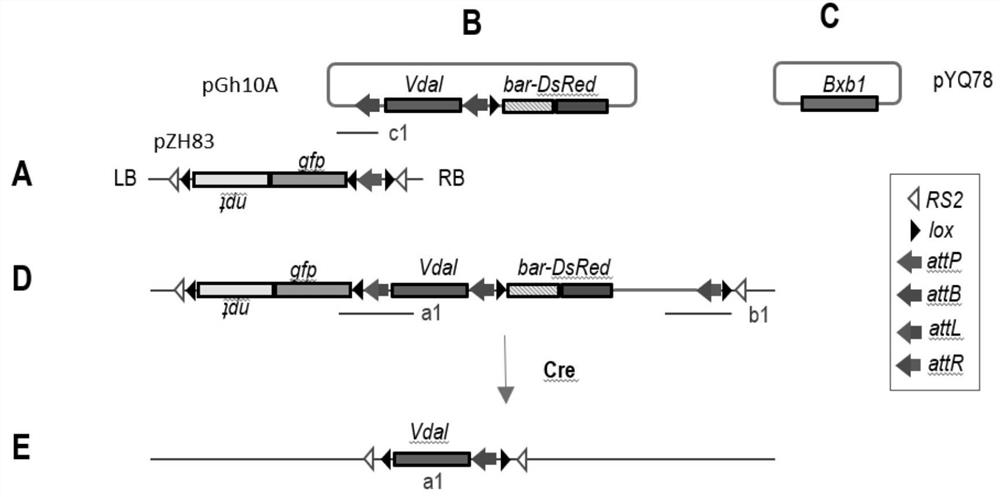 Establishment and Application of Cotton Gene Stacking Target Line