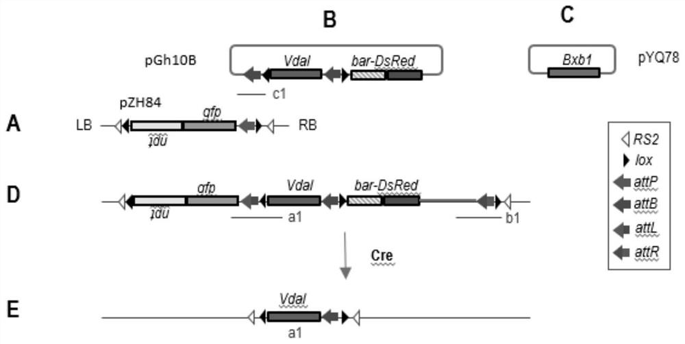 Establishment and Application of Cotton Gene Stacking Target Line