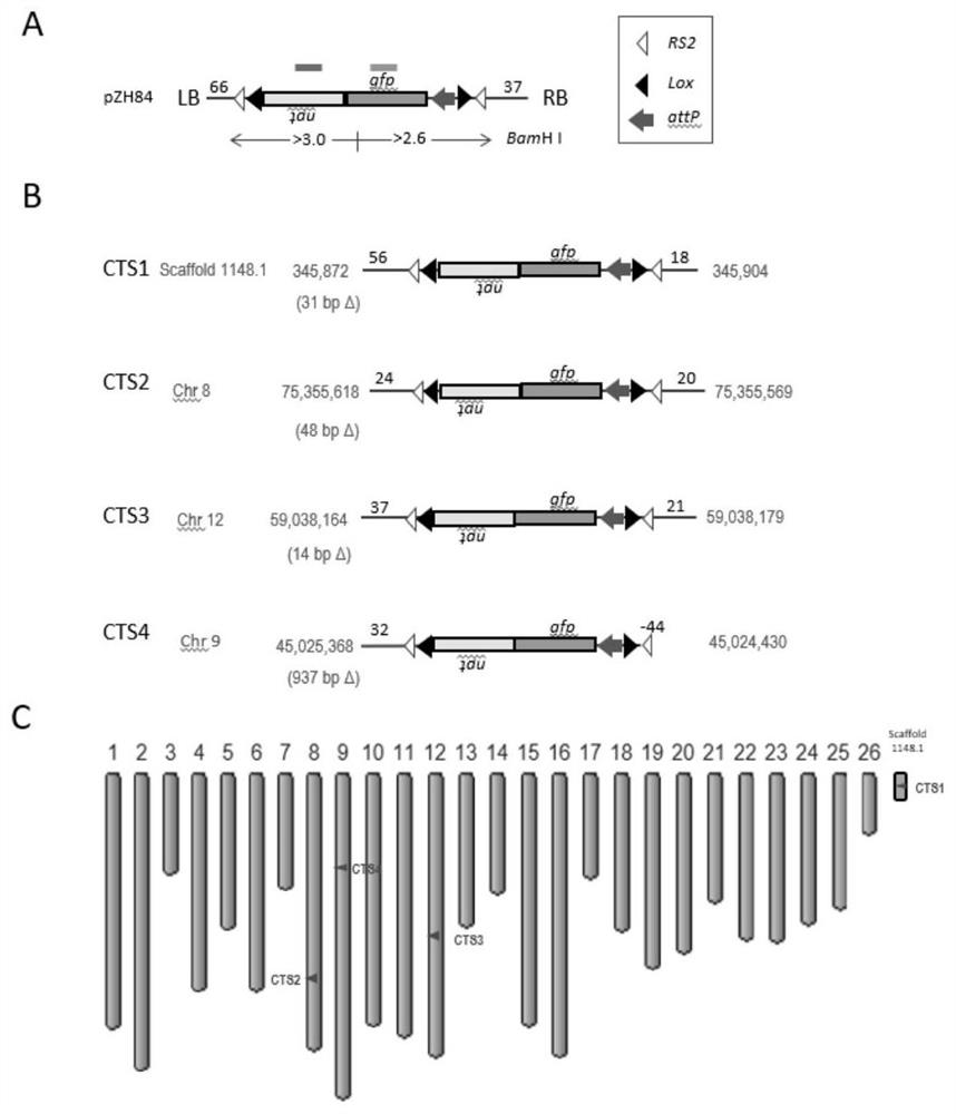 Establishment and Application of Cotton Gene Stacking Target Line