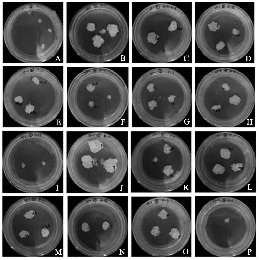 Cryogenic preservation method of embryogenic callus of pine needle brown spot disease resistant Pine slash