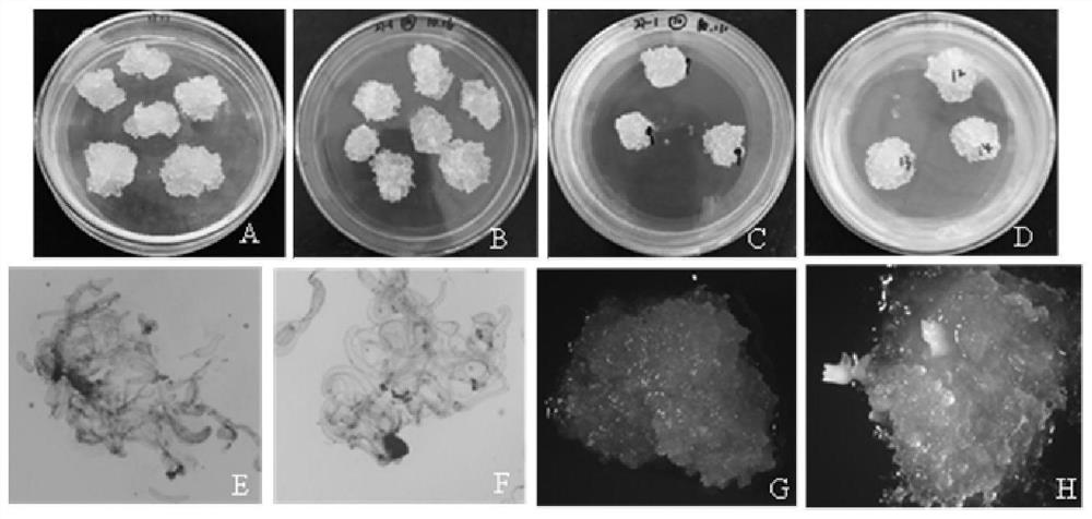 Cryogenic preservation method of embryogenic callus of pine needle brown spot disease resistant Pine slash