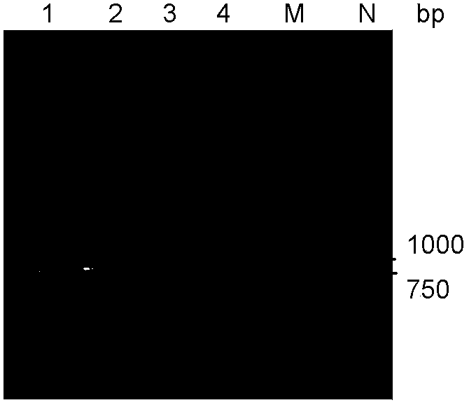 Specific primers for detection of infectious hematopoietic necrosis virus