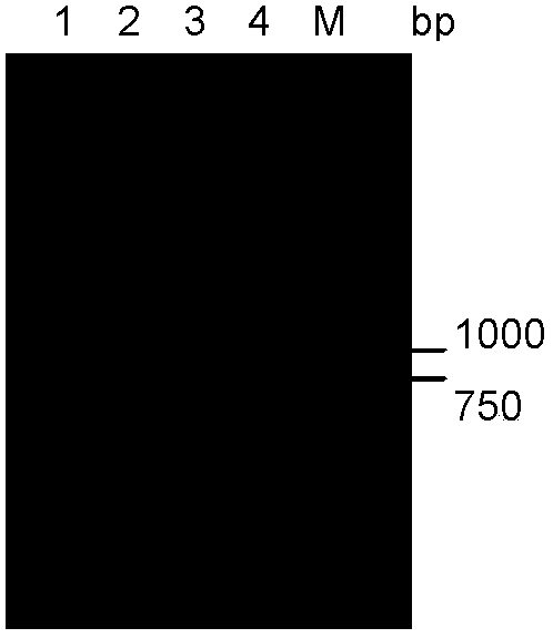 Specific primers for detection of infectious hematopoietic necrosis virus