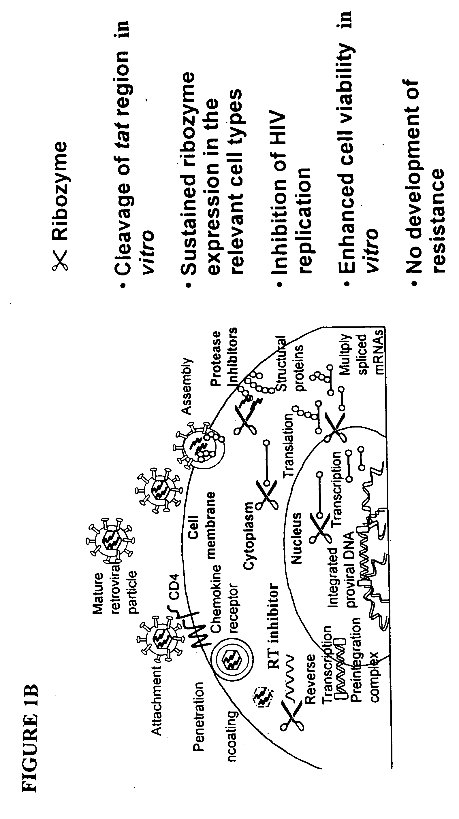 Methods for genetic modification of hematopietic progenitor cells and uses of the modified cells