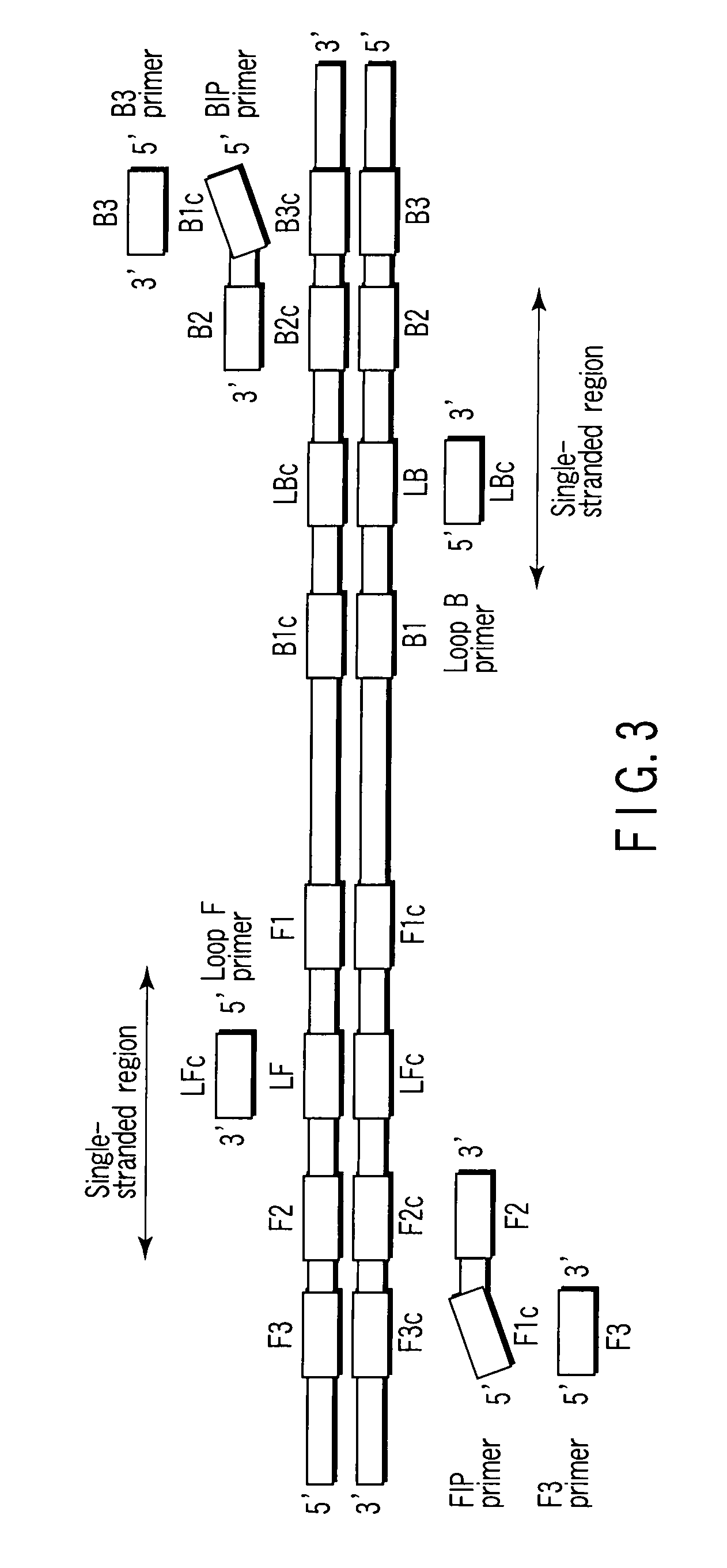 Nucleotide primer set and nucleotide probe for detecting genotype of methylene tetrahydrofolate reductase (MTHFR)