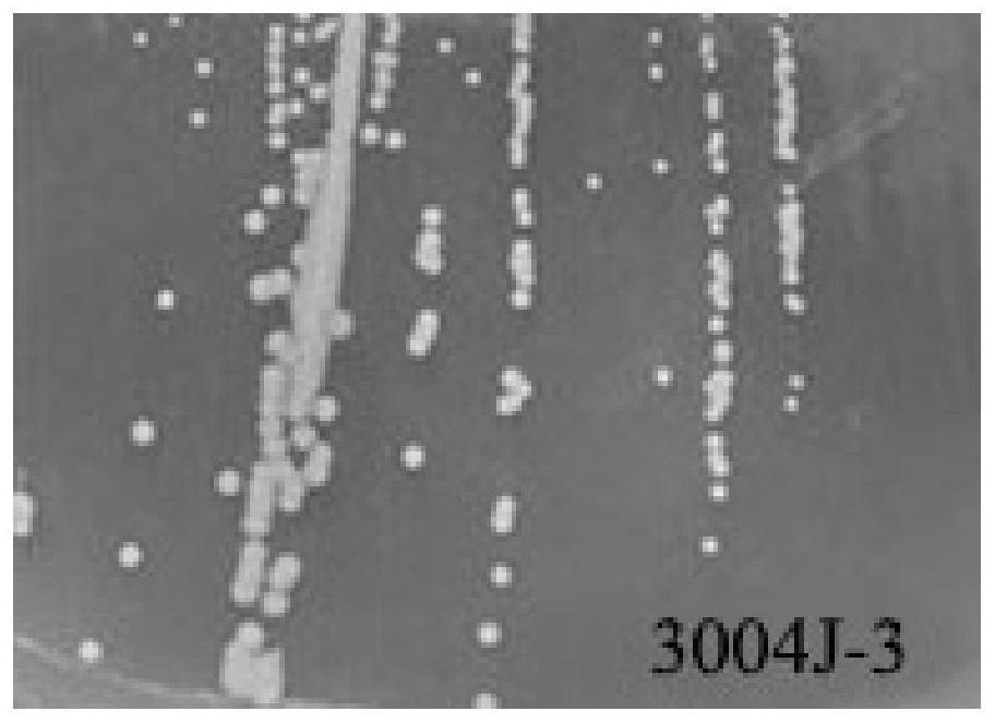 A kind of Serratia crimson rubrum with growth-promoting effect and application thereof