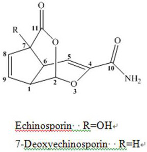 A method for preparing echinosporin antibiotics by fermentation