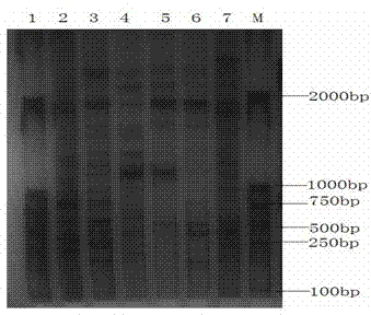 Method for quickly building differential expression gene library