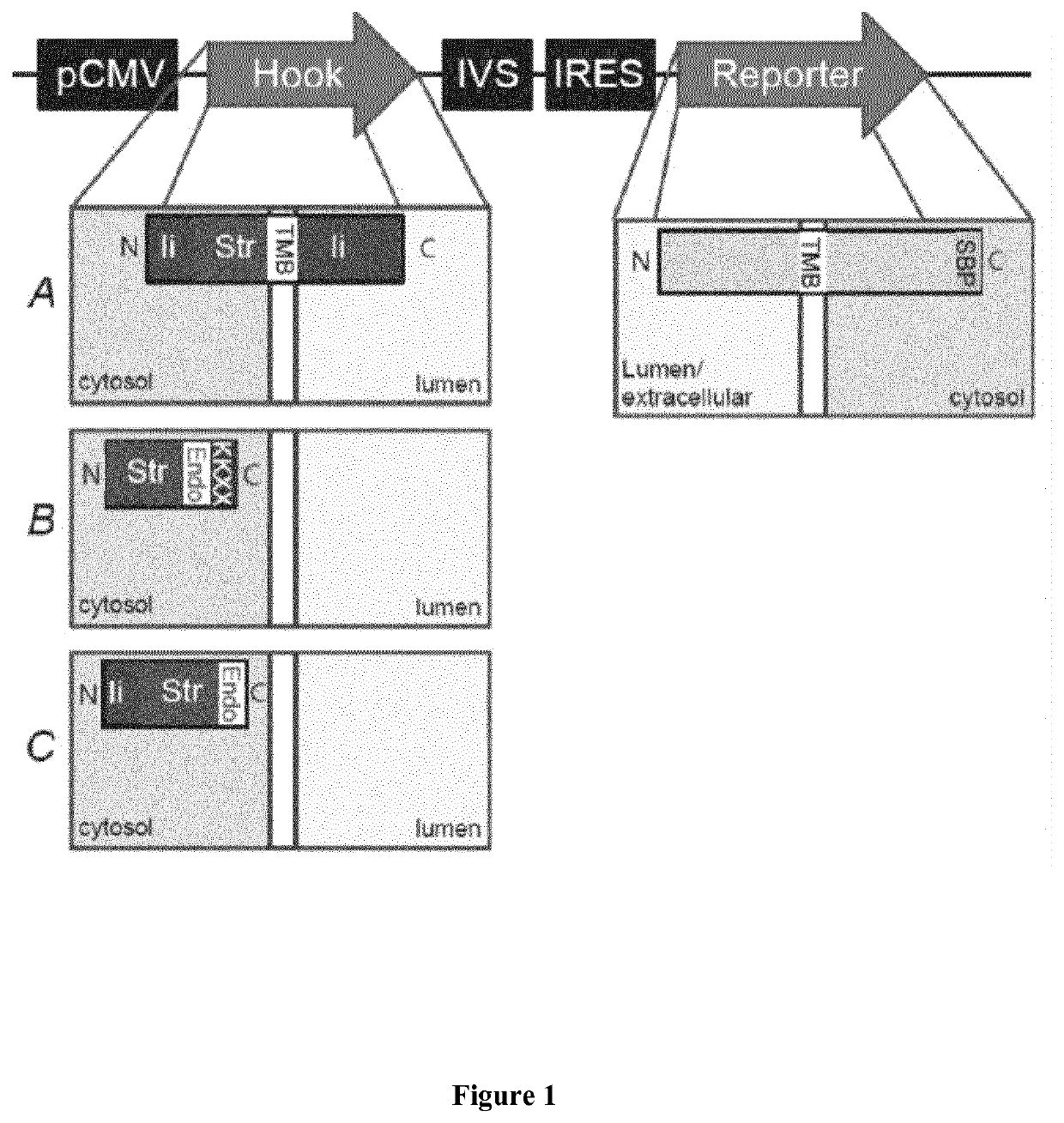 Hook fusion protein for regulating the cellular trafficking of a target protein