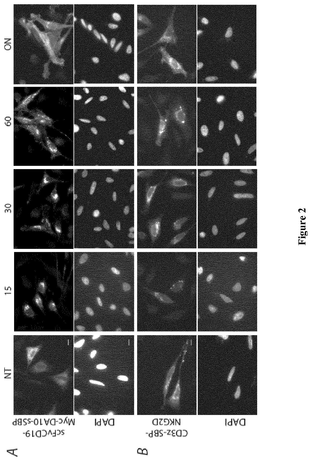 Hook fusion protein for regulating the cellular trafficking of a target protein