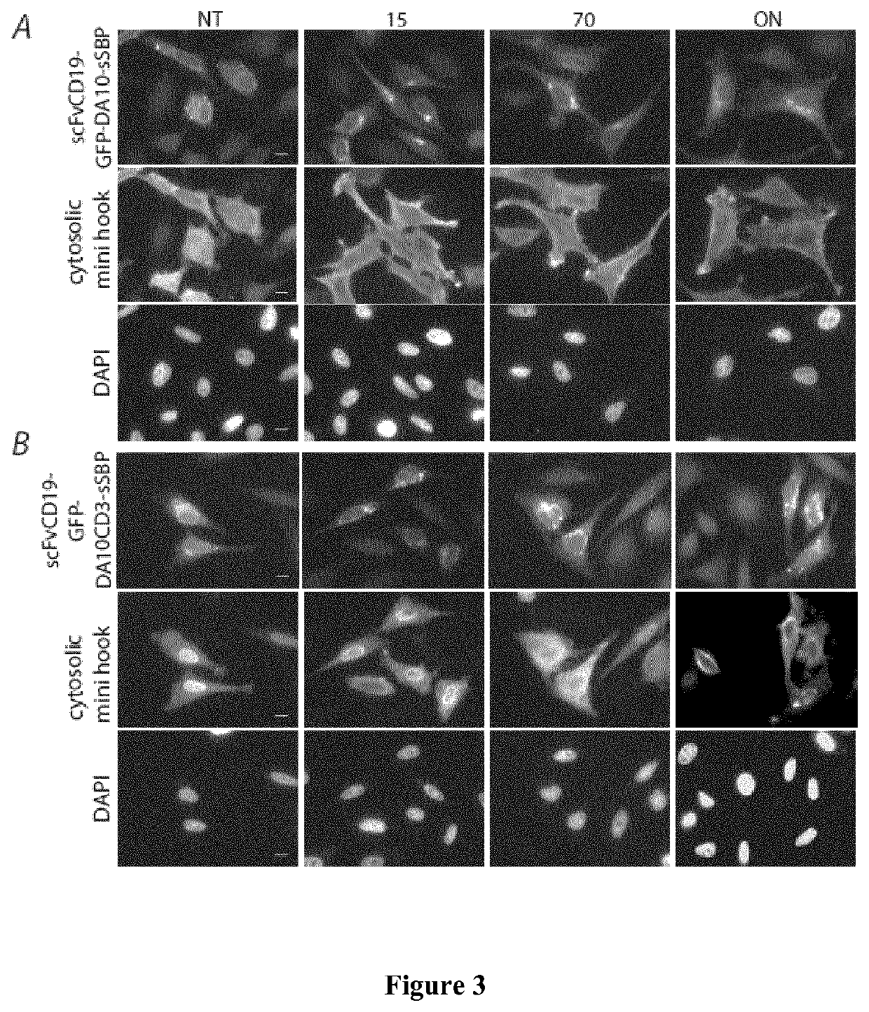 Hook fusion protein for regulating the cellular trafficking of a target protein