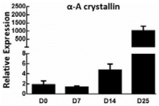 Novel method for inducing pluripotent stem cells to directionally differentiate into in-vitro crystalline lenses